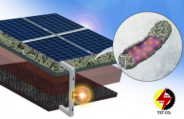 تولید انرژی از نور خورشید به کمک سلول های خورشیدی ساخته شده از باکتری ها